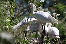 IMG_1532 null