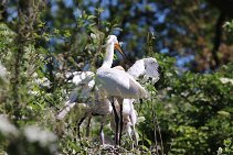 IMG_1535 null