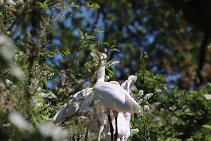 IMG_1536 null