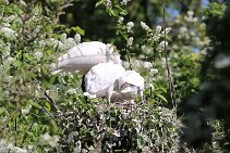 IMG_1546 null