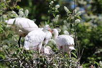 IMG_1548 null