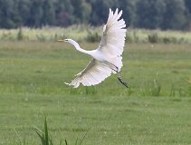 Grote Reiger Maasland null