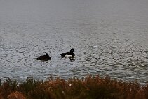 IMG_1527 null