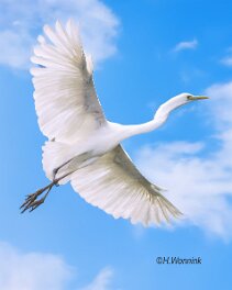Witte Reiger null