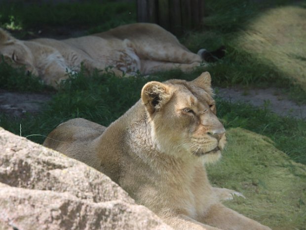 Blijdorp ZOO